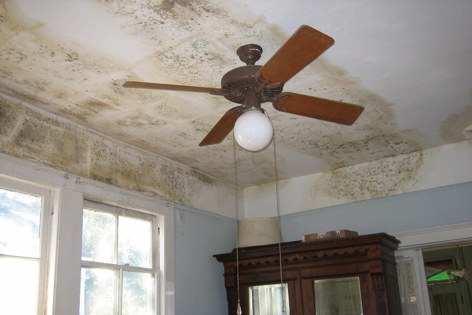 Bedroom ceiling covered in gray green mold patches around a ceiling fan, with tall windows below
