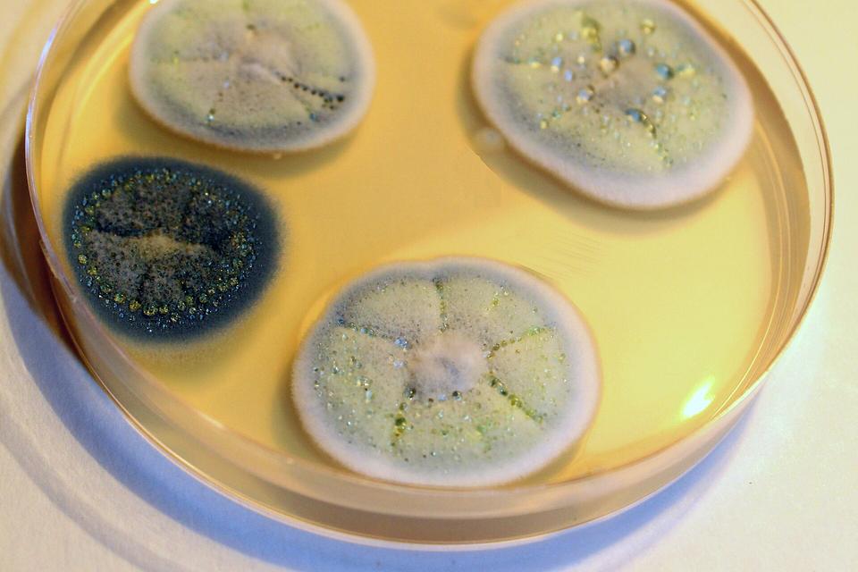 Four round blue green and white mold colonies growing on yellow agar in a Petri dish